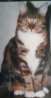 BRINDLE - Offered by Owner - Senior