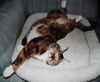 BRINDLE - Offered by Owner - Senior