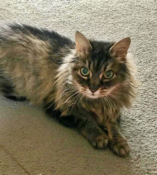 THEADORA - Gentle and Friendly