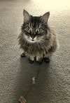 THEADORA - Gentle and Friendly