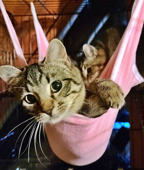 CLOVER LANEY - Offred by Owner - Teen Kitten