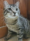 CLOVER LANEY - Offred by Owner - Teen Kitten