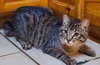CLOVER LANEY - Offred by Owner - Teen Kitten