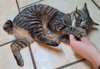 CLOVER LANEY - Offred by Owner - Teen Kitten