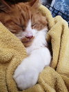 SWEET WILLIAM - Offered by Owner