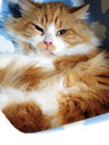 SWEET WILLIAM - Offered by Owner