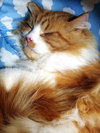 SWEET WILLIAM - Offered by Owner