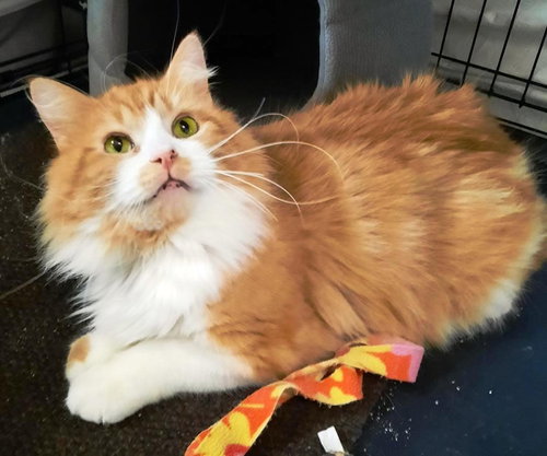 SWEET WILLIAM - Offered by Owner