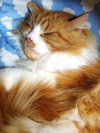 SWEET WILLIAM - Offered by Owner