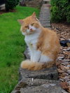 SWEET WILLIAM - Offered by Owner