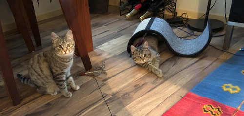 TWINS - Gila and Savannah bonded sister kittens