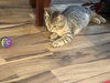 TWINS - Gila and Savannah bonded sister kittens