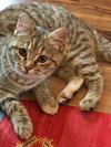 TWINS - Gila and Savannah bonded sister kittens