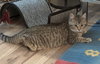 TWINS - Gila and Savannah bonded sister kittens