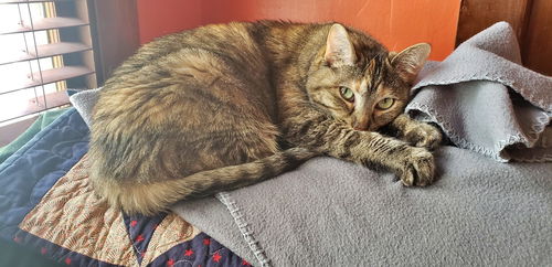 THELMA - Offered by Owner - Young Adult