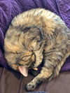 THELMA - Offered by Owner - Young Adult