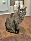 THELMA - Offered by Owner - Young Adult
