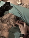 THELMA - Offered by Owner - Young Adult