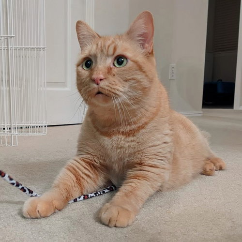 SIMBA