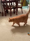 SIMBA