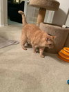 SIMBA