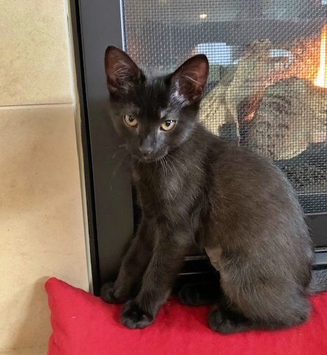 OTTO & SWISS - Bonded kittens