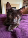 OTTO & SWISS - Bonded kittens