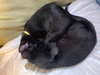 OTTO & SWISS - Bonded kittens