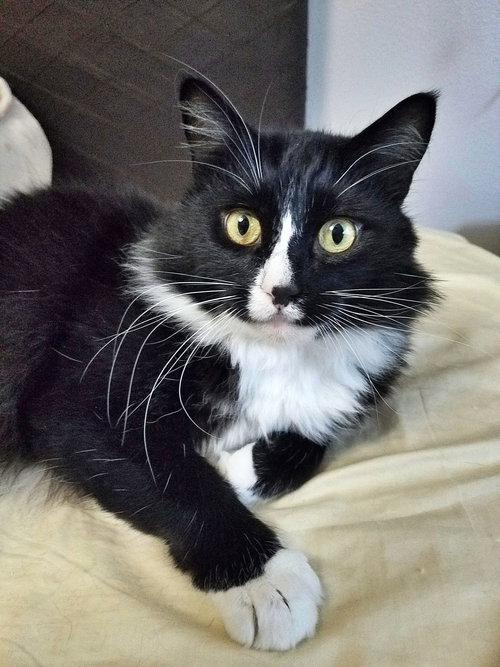 TUXEDO MAX 'Maxie'