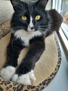 TUXEDO MAX 'Maxie'