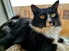 TUXEDO MAX 'Maxie'