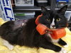 TUXEDO MAX 'Maxie'