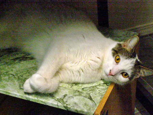 BELLA - Declawed Adult