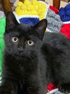 EUGENE - Spunky, playful and needs a buddy!