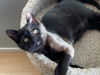EUGENE - Spunky, playful and needs a buddy!