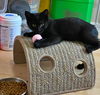 EUGENE - Spunky, playful and needs a buddy!