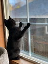 EUGENE - Spunky, playful and needs a buddy!