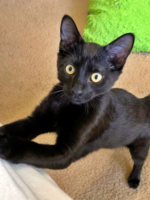 EUGENE - Spunky, playful and needs a buddy!