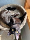 EUGENE - Spunky, playful and needs a buddy!