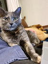 MORCHELLA - Offered by Owner