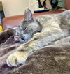 MORCHELLA - Offered by Owner