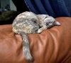 MORCHELLA - Offered by Owner