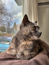 MORCHELLA - Offered by Owner