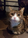 ANGEL - Offred by Owner (related to BOBO)