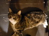 ANGEL - Offred by Owner (related to BOBO)