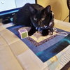 ONI - Teen boy needs buddies