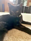 ONI - Teen boy needs buddies