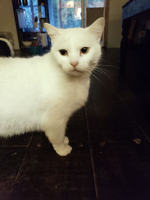 EVE - Offered by Owner