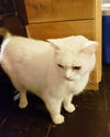 EVE - Offered by Owner