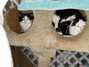 COW CATS - Rodent Control - Offered by Owner